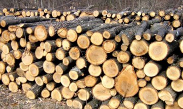 Senatul a aprobat o iniţiativă prin care 20% din lemnul adunat anual să fie alocat firmelor mici